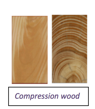compressionwood