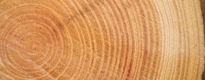Density of Wood | SPIB Blog | Southern Pine Inspection Bureau